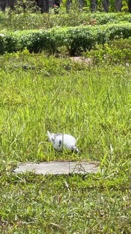 The video shows a grassy area with a white dove and a black and white speckled bird in the grass. The black and white bird is facing away from the camera and appears to be foraging. The white dove is to the right of the black and white bird and is also facing away from the camera, with its head down. The birds are surrounded by tall green grass. In the background, there are bushes and trees, suggesting an outdoor park or garden setting. The lighting indicates it is daytime.