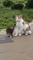 Cats and kittens observed throughout Shcholkine, Ukraine morning