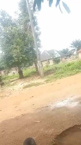 A video shows a dirt road with some puddles. To the left of the road is a tree and some low-lying brush. Further back, a building with a grey roof and a lighter colored wall is visible. To the right of the road is a palm tree and more low-lying brush. Another building, similar in color to the first, is visible behind the palm tree. A line of concrete blocks is stacked on the ground in front of the buildings.