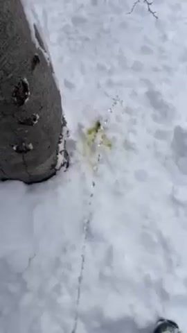 The video shows someone urinating in the snow next to a tree. The urine is yellow and melting the snow.