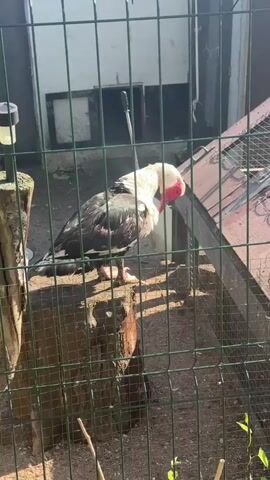 A duck-like bird with a red beak and white head stands in a wire mesh enclosure. The bird has dark feathers and some white feathers on its wings. It is perched on a tree stump in the center of the frame, facing right. In the background, there's a white wall with an open dark rectangular opening, possibly a door or window. To the right of the bird, there's a wooden structure with a sloping roof, also enclosed by wire mesh. The ground inside the enclosure is dirt. The bird lifts its head and slightly turns to its left, then lowers its head and turns back to its right.