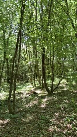 The video shows a sun-dappled forest floor covered in green leaves and fallen branches. Tall, slender trees with green foliage dominate the scene, their trunks angled and uneven. Sunlight filters through the canopy, casting dappled shadows on the ground, creating a sense of depth and mystery. The overall impression is one of a serene and natural environment.