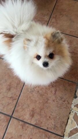 A small, fluffy white and light brown Pomeranian dog sits on a brown tile floor. The camera zooms in on the dog's face, which is slightly blurred.  A voice is heard saying "Toma" in the background.