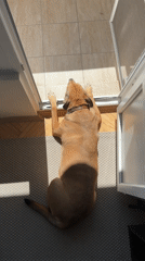 Dog rests in sunny doorway in Sofia home