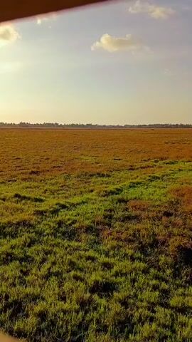 The video shows a wide, flat field of dry grass, with patches of green interspersed throughout. The grass is tall and appears to be in a natural state, not cultivated. In the background, a line of trees can be seen on the horizon. The sky is a clear blue with a few scattered white clouds. The sun is shining, casting a warm, golden light over the landscape, suggesting it is either early morning or late afternoon. The overall impression is one of a serene and vast natural environment.