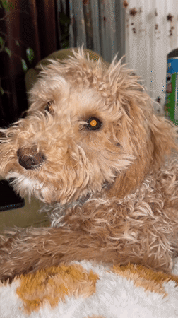 Pet and coffee mug photographed in Armenian home