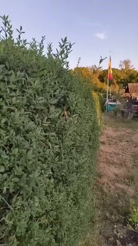 The video pans across a scene with a green hedge in the foreground. To the right of the hedge, there is a flag flying, with red and yellow colors visible. Beyond the hedge, a field of golden wheat or grain is seen, with a line of trees in the distance. The sky is blue with some wispy clouds, suggesting it is either early morning or late afternoon. People can be seen in the distance in front of the trees. The camera movement is smooth, giving a sense of exploration of the outdoor environment.