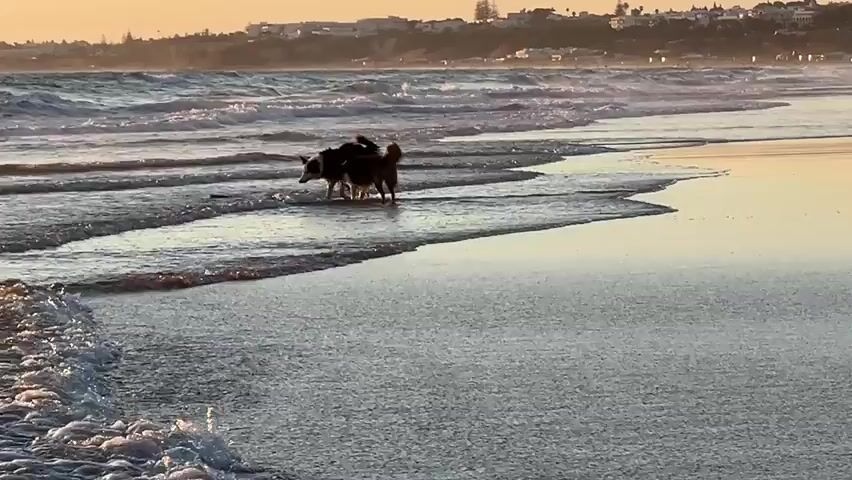At 00:00, two dogs are playing in the shallow ocean waves on a sandy beach. The dog on the left is mostly black and white with a long tail, while the dog on the right is brown and tan with a shorter tail. Both dogs are facing each other, appearing to be in a playful interaction. In the background, the ocean stretches out to the horizon with waves breaking. Along the coastline in the distance, there are buildings and hills. The sky is a warm, golden hue, indicating either sunrise or sunset.

At 00:01, the dogs continue their play. The black and white dog shakes water off its fur. The brown and tan dog is focused on something near its paws.

At 00:02, the brown and tan dog is holding a long stick or branch in its mouth, which it is carrying towards the black and white dog. The black and white dog is watching the brown and tan dog.

At 00:03, the brown and tan dog continues to carry the stick towards the black and white dog. The black and white dog remains in place, observing.

At 00:04, a person, a woman with dark hair wearing a light-colored top and dark shorts, walks along the wet sand to the right of the dogs. The dogs are still interacting, with the black and white dog appearing to be moving away from the stick, perhaps to continue the play. The waves are gently washing onto the shore. The background remains the same, with the ocean, coastline, and sky.