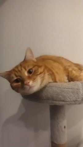 The video shows three cats on a multi-tiered cat tree. The cat on the highest tier is orange and lying down. The second cat, on a lower tier, is white and sitting up. The third cat is black and sitting on a lower tier. The wall behind the cat tree is white.  The video is shaky. There is musical background noise.