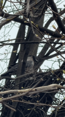 Saint Petersburg resident records crow, dog, tradition hashtag morning