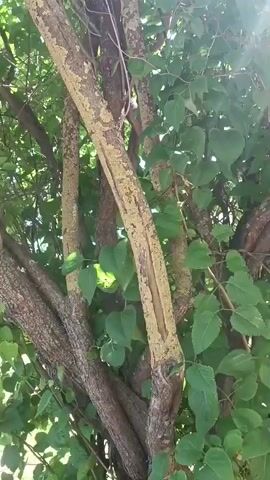 The video shows a close-up view of tree trunks and branches covered in green leaves. The bark of the trees appears rough and textured, with some areas showing a yellowish-green lichen growth. The camera angle is mostly looking upwards, capturing the dappled sunlight filtering through the foliage. The scene is set outdoors, likely in a natural environment with plenty of vegetation.