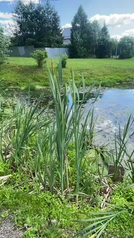 The video shows a still shot of a body of water with cattails growing along the edge. The water appears to be a pond or a slow-moving stream, and it is partially covered with green algae. The cattails are tall and green, with brown seed heads. In the background, there is a grassy area and trees. The sky is blue with some white clouds. There are no people or animals visible in the video. The scene is peaceful and natural.