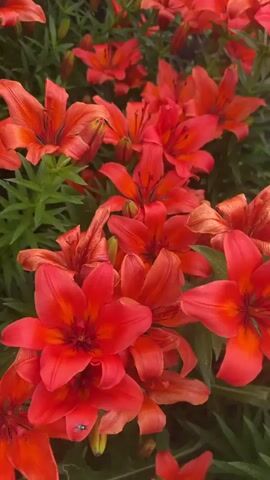 The video is a close-up, vertical shot of an outdoor garden filled with blooming orange and red lilies. The flowers are dense and cover the majority of the frame, with vibrant petals and dark stamens. Lush green foliage forms the background, creating a sense of depth. In the upper right portion of the video, glimpses of other flowers are visible, including a cluster of dark pink peonies and some yellow flowers, suggesting a diverse garden. The lighting appears natural, indicating it is daytime, and the overall impression is one of a flourishing summer garden. There are no people or animals visible in the footage.