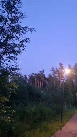 The video shows an outdoor scene at dusk. A paved path curves through a park-like area, lined with trees. Several lampposts are visible along the path, with one in the foreground brightly lit. A dense forest of tall, thin trees forms the backdrop, their tops silhouetted against a clear, pale blue sky. A sliver of the moon is faintly visible in the sky. The overall atmosphere is peaceful and serene, suggesting a quiet evening in nature.