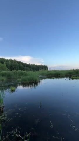 The video shows a still body of dark water surrounded by lush green reeds and trees. The sky is a clear blue with a few wispy clouds visible. The water reflects the sky and the surrounding vegetation, creating a serene and tranquil scene. The camera pans slowly across the water, capturing the gentle movement of the reeds and the subtle changes in light as the day progresses. There are no people or animals visible in the video, emphasizing the natural beauty and untouched quality of the environment. The overall impression is one of peace and solitude.