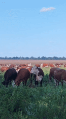 Hereford cattle graze in Russian field under clear skies