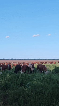 Hereford cattle graze in Russian field under clear skies