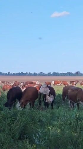 Hereford cattle graze in Russian field under clear skies