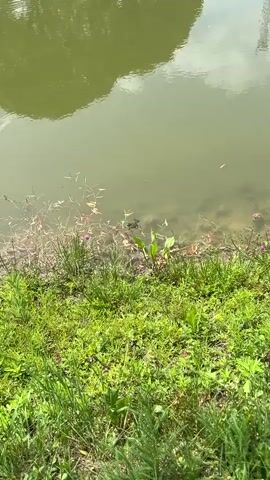 The video shows a close-up, eye-level view of a pond's edge. The water is murky green and reflects the sky. Various aquatic plants and fallen leaves float on the surface near the bank. Tall green grass and some small wildflowers grow along the land surrounding the pond. In the middle ground of the pond, three small dark-colored frogs are visible, partially submerged in the water. One frog appears to be closer to the viewer and is looking towards the left. The other two frogs are positioned slightly behind and to the right of the first. The overall scene depicts a natural, tranquil environment.