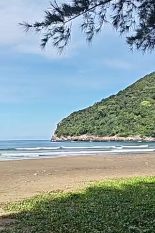 The video shows a picturesque beach scene with a lush green hill as a backdrop. The foreground consists of sandy beach and some green vegetation. A few small waves can be seen breaking on the shore. The frame is partially covered by the branches of a pine tree in the upper portion of the view. The sky is a clear light blue.