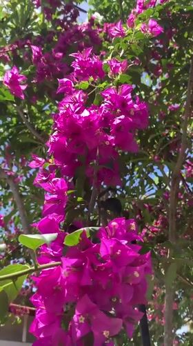 Morning activities documented in Kabalana: exercise, construction, nature