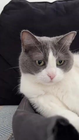 A close-up video shows a gray and white cat with green eyes looking at the camera. The cat is lying down with its head and chest in focus, and its body is partially visible. The background is dark and out of focus, but appears to be a cushion or sofa. There are no other people or animals visible in the video. The cat's ears are pointed forward, and its mouth is slightly open, revealing its pink nose. Its whiskers are long and white. The lighting is soft and natural, creating a calm and serene mood.