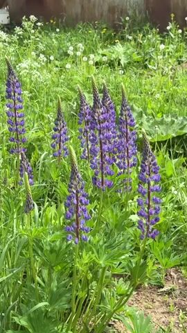 The video shows a cluster of tall lupine flowers, their purple blossoms standing out against a backdrop of lush green grass. Dandelions and other white wildflowers are scattered amongst the greenery, contributing to the natural, unkempt appearance of the scene. The camera angle is low, emphasizing the height and vibrancy of the lupines. Behind the flowers and grass, a weathered, possibly rusty, metal building is partially visible, suggesting a rural or overgrown environment.