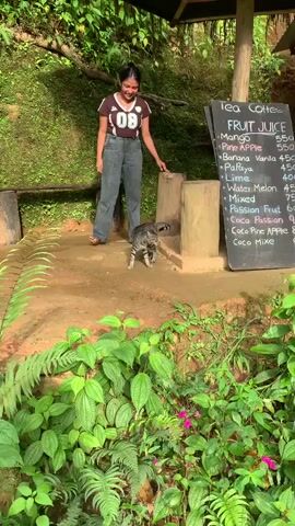 A young woman stands in an outdoor setting, smiling and facing a grey and black tabby cat. The cat is walking towards the camera. The woman is wearing a brown and white t-shirt with the number "08" on it and dark grey wide-leg jeans. She is barefoot. The cat is on a dirt path, and the woman is on the same path, slightly behind and to the left of the cat. Behind the woman are some wooden benches and posts. The background is lush and green with foliage and trees. In the foreground, there are green plants and some pink flowers. To the right of the frame, a chalkboard menu is visible with "TEA" at the top, followed by a list of fruit drinks.