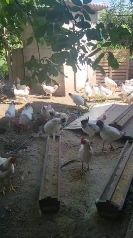 A flock of chickens are gathered in an outdoor enclosure. The ground is dirt and scattered with feed. There are two wooden feeders filled with feed, and several chickens are eating from them. Some chickens are standing on top of the feeders. In the background, there are wooden fences and trees. The sun is shining, casting shadows.