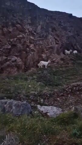 A video captures a rocky hillside with several white goats. In the foreground, there is green grass and rocks. Further up the hillside, a lone white goat stands facing left. Behind it, on a higher ledge, two more white goats are visible. One of these goats is lying down, while the other stands and appears to be interacting with the lying goat. The hillside is steep and rocky, with sparse vegetation. The lighting suggests it is either dawn or dusk.