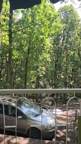 A person is visible in the driver's seat of a silver car. The car is parked. The scene is outdoors with lush green trees in the background. A white railing is in the foreground.