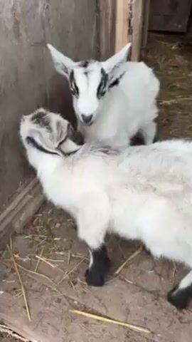 The video shows several goats in a fenced enclosure. At the start, two white and black goats stand side by side. One is mostly white with black markings on its head and legs. The other is fluffier with a mix of white and grey fur and black legs. Subsequently, a black goat walks into the enclosure. Finally, a brown and black goat comes into view and begins scratching itself with its leg. The ground is muddy with scattered hay. The enclosure walls are made of wood.