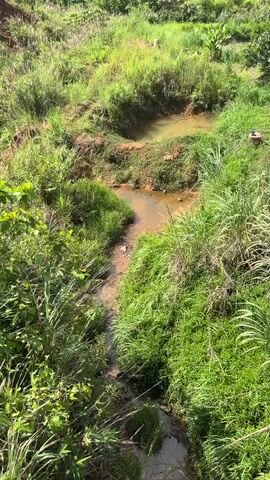 The video shows a natural landscape with a stream flowing through overgrown vegetation. The stream is narrow and appears shallow, with muddy banks. The surrounding area is densely covered in various types of green grass and foliage. In the background, there are hills and trees, suggesting a rural or wilderness setting. The sky is partly cloudy. There are no people or specific man-made objects prominently visible, except for what might be a piece of metal or pipe in the upper right corner. The overall impression is of an undeveloped, natural environment.