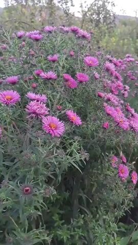 A close-up video shows a dense cluster of pink asters blooming in a natural outdoor setting. The flowers are in focus, with their delicate petals and yellow centers clearly visible. The background consists of lush green foliage and trees, suggesting a garden or wild area. The camera pans slightly, revealing more of the vibrant floral display and the surrounding vegetation. The overall impression is one of natural beauty and the abundance of late-season blooms.