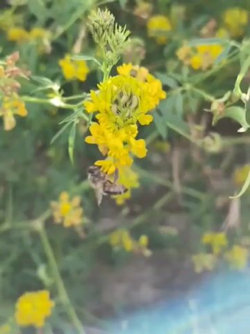 A honeybee is shown in extreme close-up, hovering and landing on a cluster of small yellow flowers. The bee is in focus, with its wings blurred from movement. The flowers are delicate and appear to be growing on a thin green stem. The background is blurred and out of focus, showing more green foliage and hints of other yellow flowers. The lighting is natural, suggesting an outdoor setting. The video is short, with the bee primarily interacting with one specific flower.