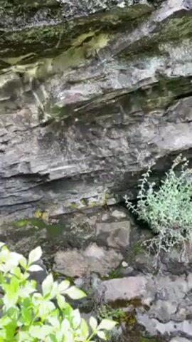 The camera focuses on a stone wall, with layers of gray and brown stone. Green moss grows in between the stones, and green plants are seen at the bottom of the wall. Water trickles down from the top of the wall.