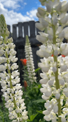 Summer morning in a Russian garden: flowers, wheat, and cats