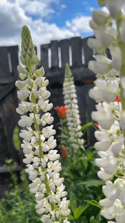 Summer morning in a Russian garden: flowers, wheat, and cats