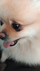 Pomeranian Dog Photographed Resting Indoors in Apriltsi Bulgaria