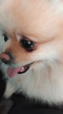 Pomeranian Dog Photographed Resting Indoors in Apriltsi Bulgaria