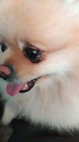Pomeranian Dog Photographed Resting Indoors in Apriltsi Bulgaria