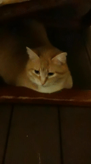 Two cats, two moods, one evening in Sochi