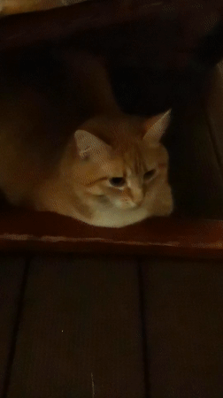 Two cats, two moods, one evening in Sochi
