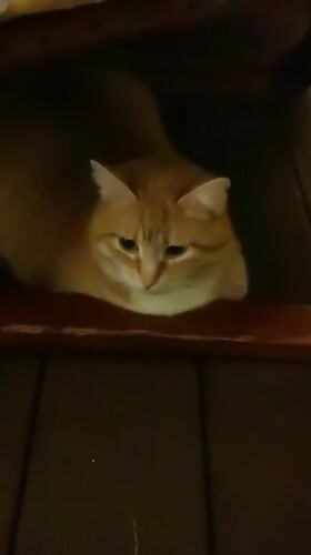 Two cats, two moods, one evening in Sochi