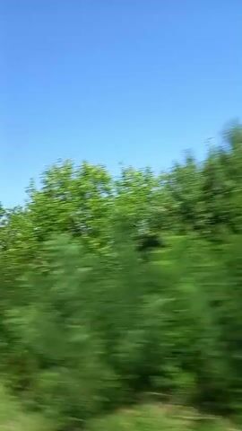 The video shows a blurry roadside view from a moving vehicle. Green trees and vegetation are visible on the right side of the frame, with a clear blue sky above. The motion blur suggests the camera is in transit, likely a car or train. The landscape appears to be rural or semi-rural.