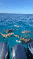 Sharks circle boat in Maldives waters near Fulidhoo