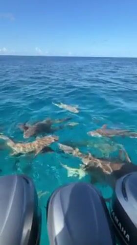 Sharks circle boat in Maldives waters near Fulidhoo