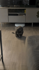 Gray cat grooms itself in Sofia living room
