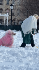 Dog walker strolls through snowy New York park