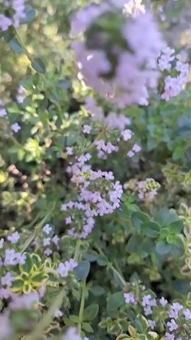 A close-up shot focuses on a hand with long, light-colored fingernails reaching into a patch of small, light purple flowers and green leaves. The fingers gently touch and move through the foliage. The lighting suggests an outdoor setting, possibly in sunlight.